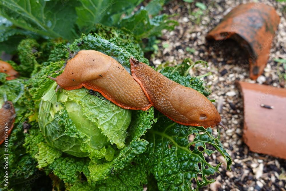 Two brown slugs crawling on green cabbage leaves in a garden, showcasing their interaction with the plant and feeding behavior. Two brown slugs crawling on green cabbage leaves in a garden, showcasing their interaction with the plant and feeding behavior.