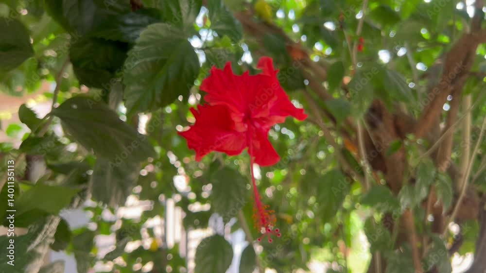 Red Hibiscus flower blooming among the leaves in the gardenHibiscus rosa-sinensis. China rose, Hawaiian hibiscus, rose mallow, tropical hibiscus It is wide. Exotic tropical island nature garden. Red Hibiscus flower blooming among the leaves in the gardenHibiscus rosa-sinensis. China rose, Hawaiian hibiscus, rose mallow, tropical hibiscus It is wide. Exotic tropical island nature garden.