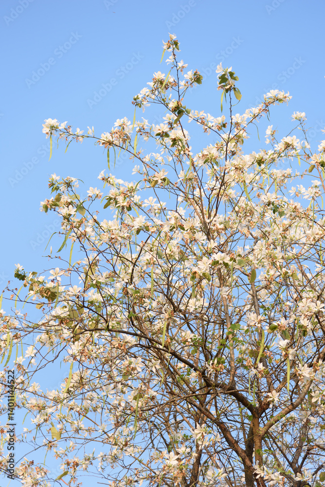 White Bauhinia flowers are blooming in spring. Pods are growing on tree. White Bauhinia flowers are blooming in spring. Pods are growing on tree.