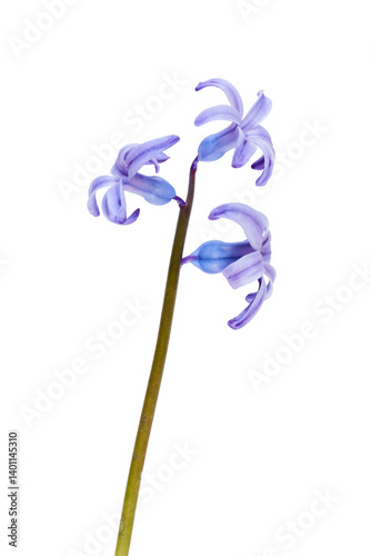 alpine spring squill (Scilla verna) flower isolated on white or transparent png photo