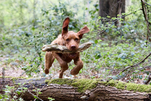 vizsla in the park