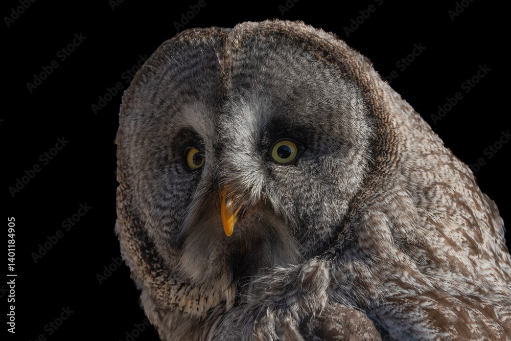 Obraz premium Great Grey Owl (Strix nebulosa) portrait. Captive raptor show.