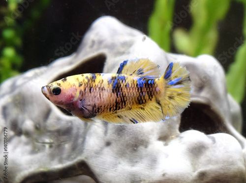 Female betta fish yellow with black and blue spots in aquarium, selective focus, horizontal orientation.