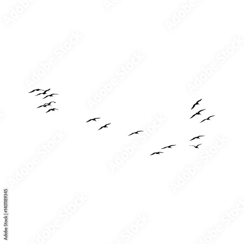 flock of birds