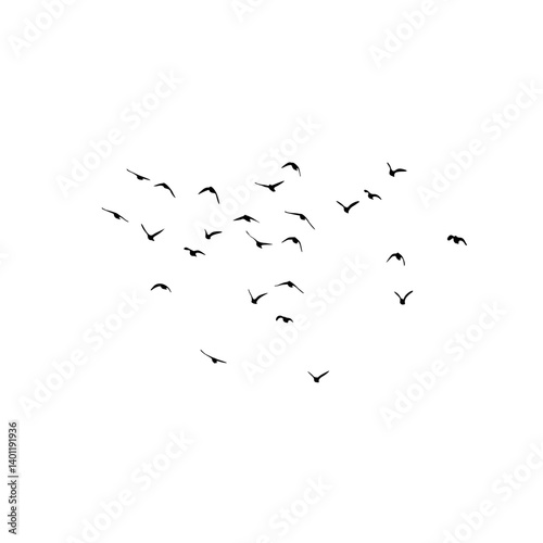 flock of birds