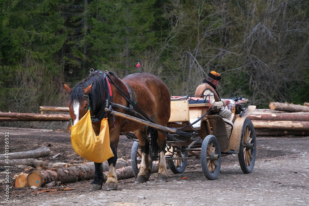 Highlander in traditional clothing stands on horse-drawn cart and waits for tourists. Chochołowska Valley, Zakopane, Tatra Mountains, Poland