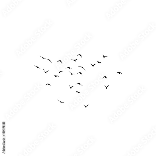 flock of birds