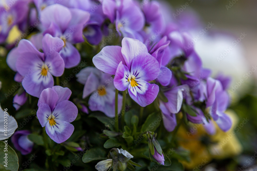 Purple pansy flowers in spring park. Pansies blossom close-up Purple pansy flowers in spring park. Pansies blossom close-up