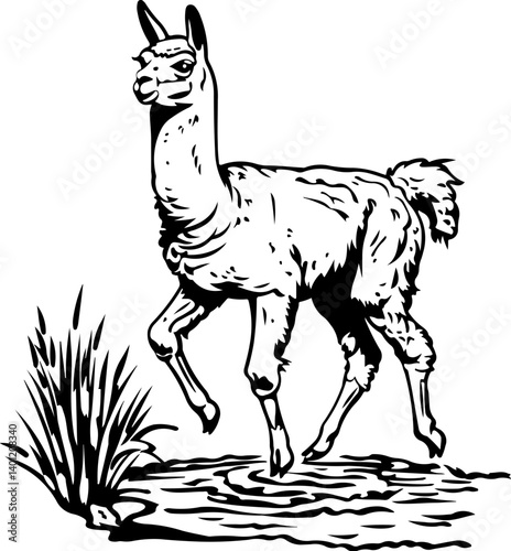 alpaca, giraffe, animal, cartoon, wild, safari, vector, zoo, illustration, mammal, animals, nature, wildlife, zebra, neck, cute, tall, funny, baby, drawing, jungle, art, design, set, fun, elephant