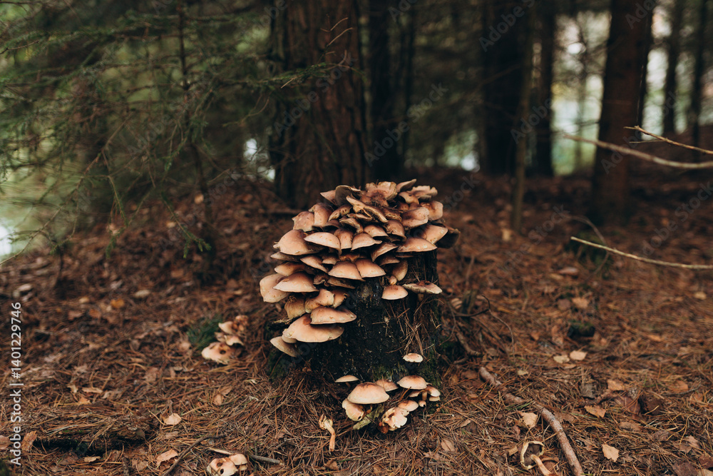 Close-up picture of mushroom, A mushroom that can be found thought out the year on fallen logs or stumps of deciduous trees.