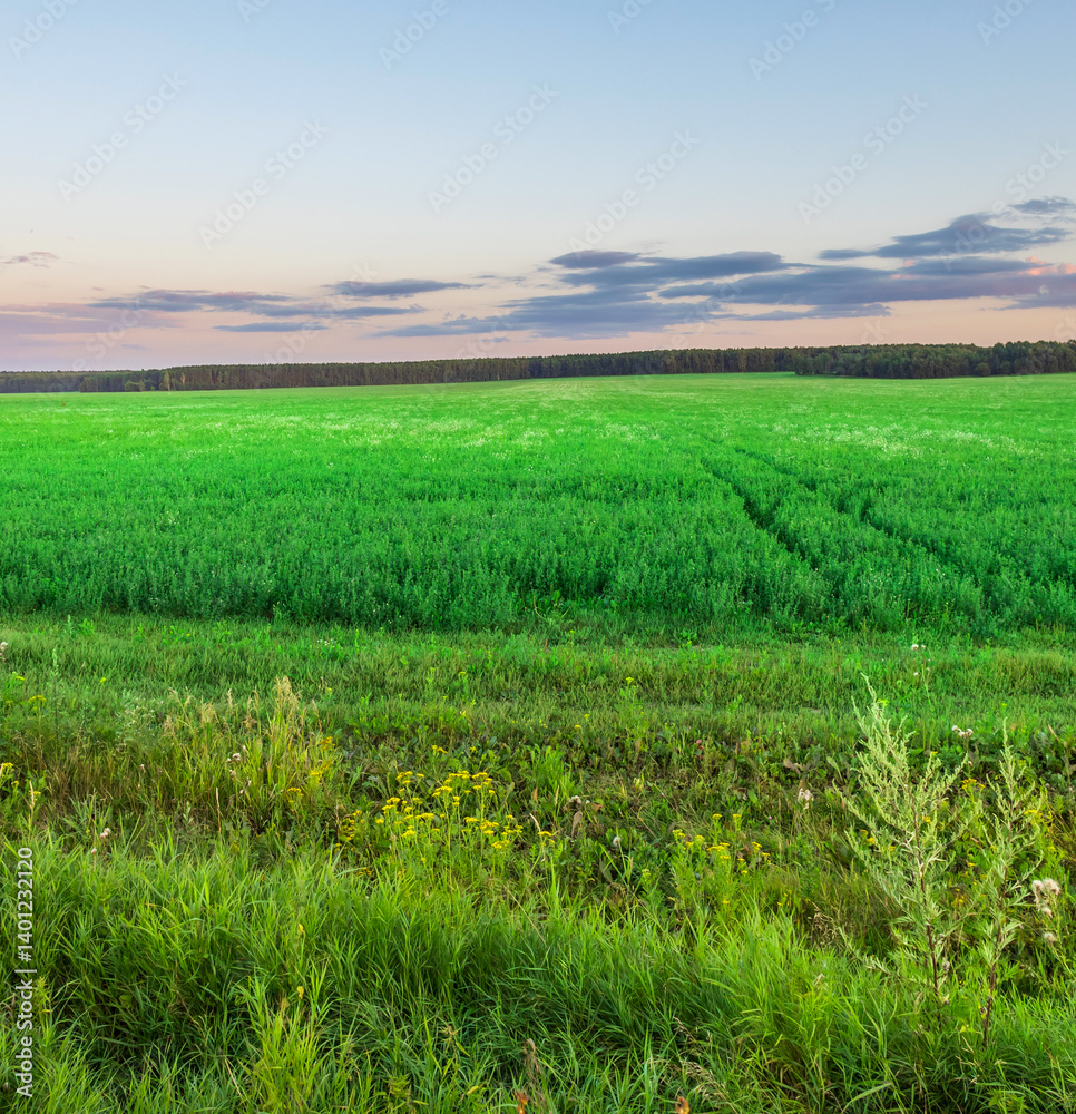 Fototapeta premium A field of green grass with a few trees in the background