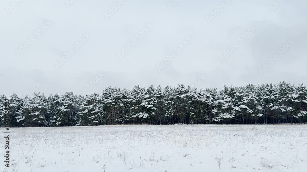 custom made wallpaper toronto digitalSnowy trees under a cloudy sky, Frozen landscape in winter, Evergreen woods covered in snow, Snowfall in the wilderness, Quiet and peaceful snowy forest, Winter magic in nature, Cold winter season in