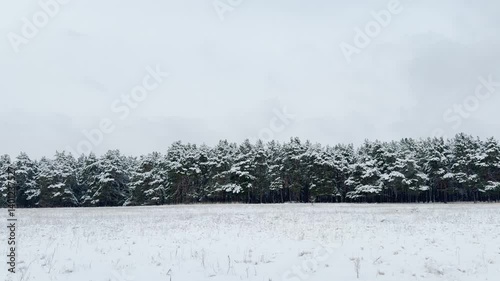 Wallpaper Mural Snowy trees under a cloudy sky, Frozen landscape in winter, Evergreen woods covered in snow, Snowfall in the wilderness, Quiet and peaceful snowy forest, Winter magic in nature, Cold winter season in Torontodigital.ca