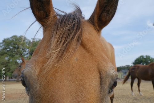 Curious and friendly brown horse face on farm closeup