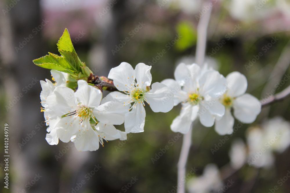 Beautiful spring cherry tree blossom. Close-up of white cherry tree branches blossom in spring. Beautiful spring cherry tree blossom. Close-up of white cherry tree branches blossom in spring.