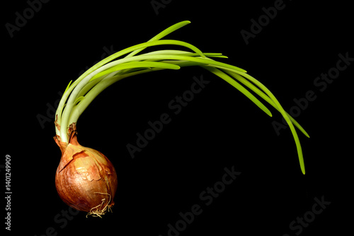 Old sprouted forgotten onion with long green feathers and roots black background