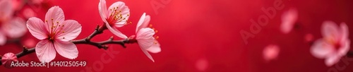 Close-up of vibrant cherry blossoms artfully arranged on a bold red backdrop, perfect for Valentine's Day , cherry blossoms, photography, festive