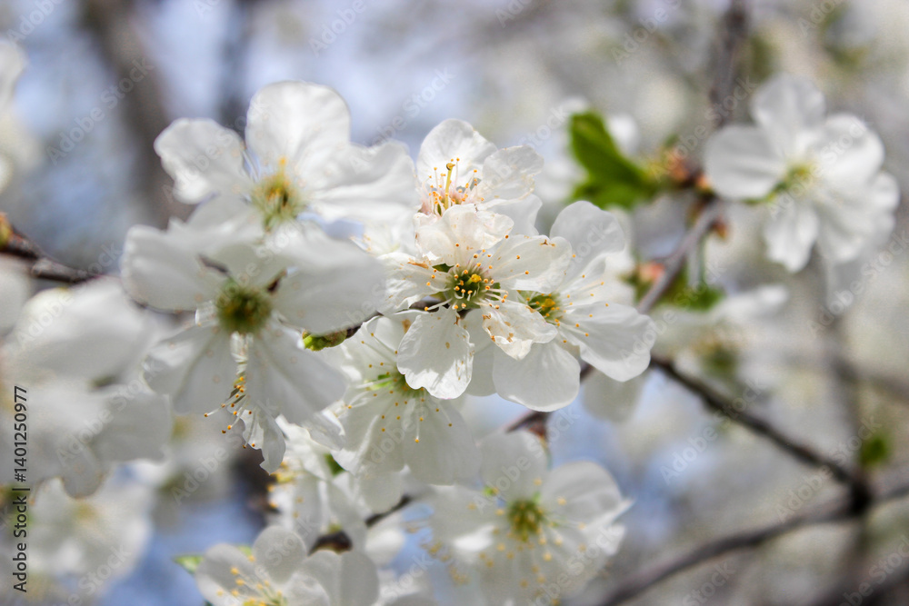 Beautiful spring cherry tree blossom. Close-up of white cherry tree branches blossom in spring. Beautiful spring cherry tree blossom. Close-up of white cherry tree branches blossom in spring.