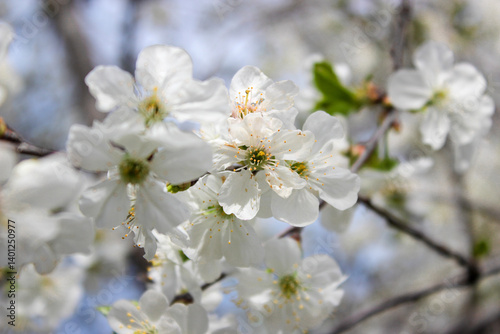 Beautiful spring cherry tree blossom. Close-up of white cherry tree branches blossom in spring.