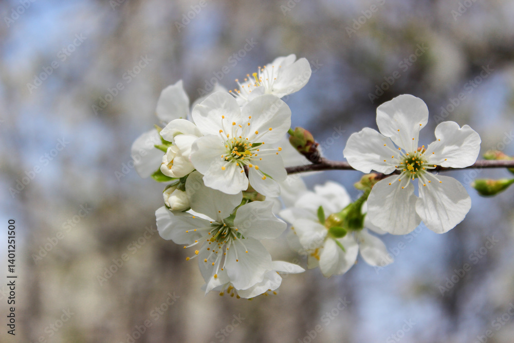 Beautiful spring cherry tree blossom. Close-up of white cherry tree branches blossom in spring. Beautiful spring cherry tree blossom. Close-up of white cherry tree branches blossom in spring.