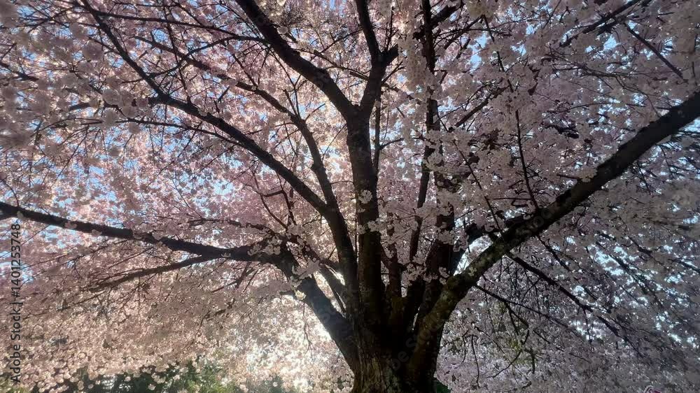 Shot underneath canopy of a large beautiful cherry blossom sakura tree in full bloom in spring Shot underneath canopy of a large beautiful cherry blossom sakura tree in full bloom in spring