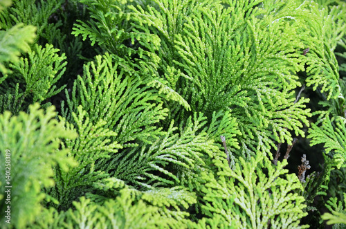 Details of the beautiful foliage of the Golden Cypress (Chamaecyparis obtusa cripssii)
