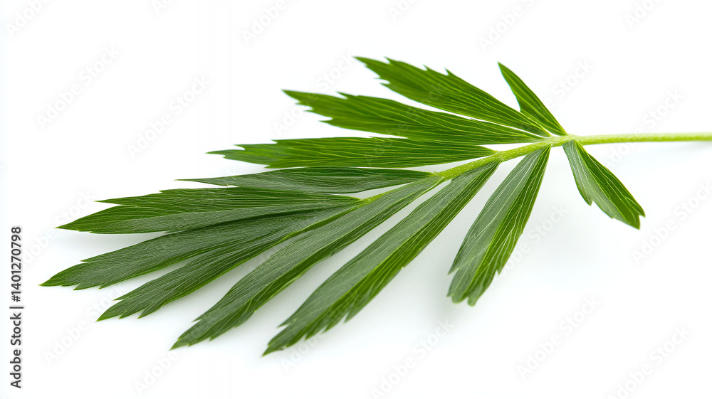 Obraz premium Fresh green leaf with elongated shape and pointed tips, showcasing vibrant color and natural beauty