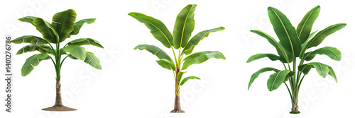 Set of Close-up of a healthy Banana Plant (Musa spp) with large green leaves on transparent png background. Ai generated