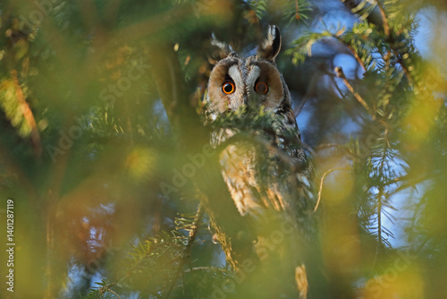 Obraz na płótnie Sowa uszatka (Asio otus), uszata, owl w salonie