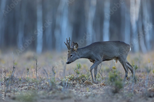 Obraz na płótnie Sarna (Capreolus), roe, w salonie