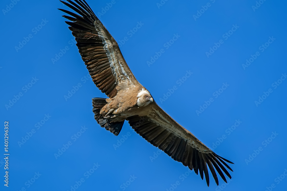 Fototapeta premium Buitre leonado en vuelo, en el parque natural de Cazorla, Segura y Las Villas.