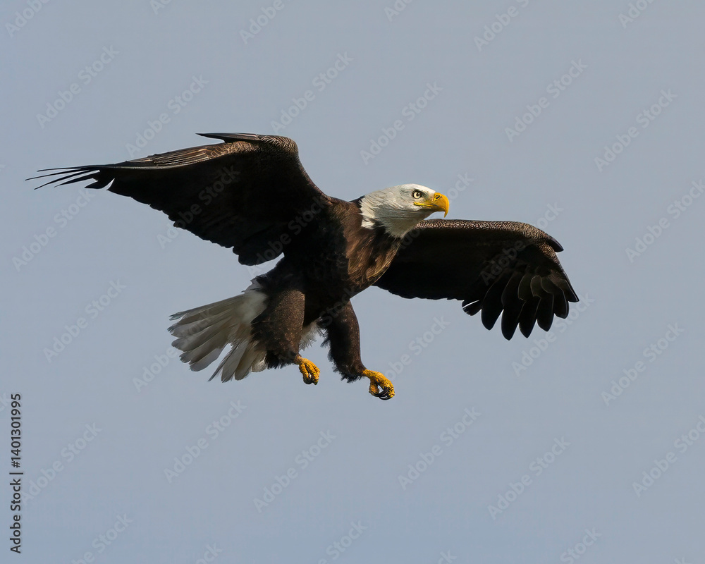 Fototapeta premium american bald eagle in flight