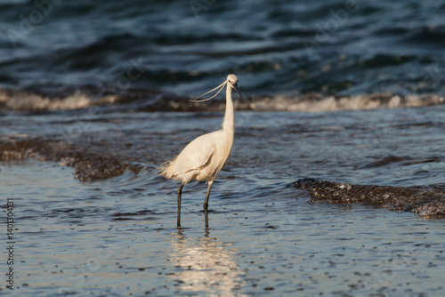 Obraz na płótnie Garceta común Egretta garzetta en la orilla del mar mediterráneo con viento que mueve sus plumas nupciales, Alicante, España w salonie