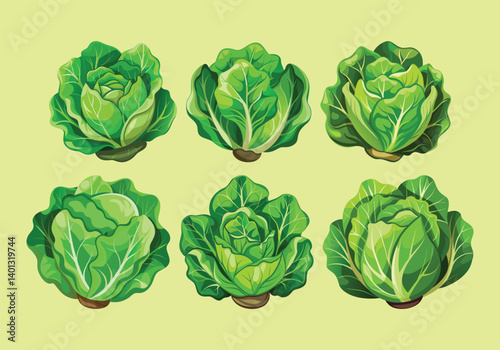 set of green lettuce vector, lettuce vegetable illustration