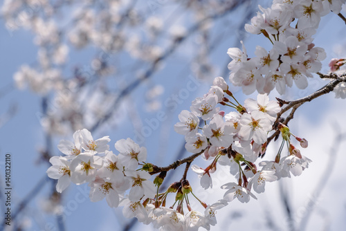 日本の桜
