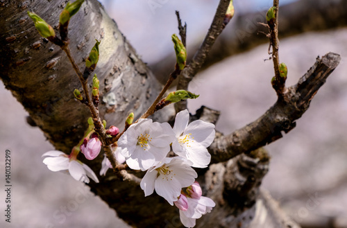 桜の森、日本のソメイヨシノ

