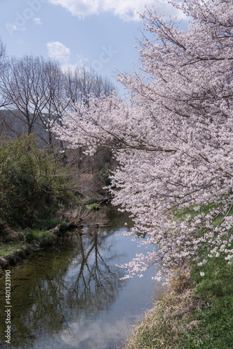 川岸の桜
