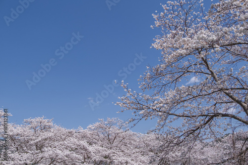 桜の森、青空の下


