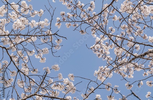青空と桜
