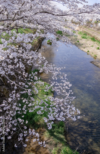 川岸の桜並木
