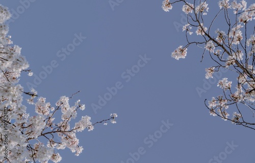 青空と桜
