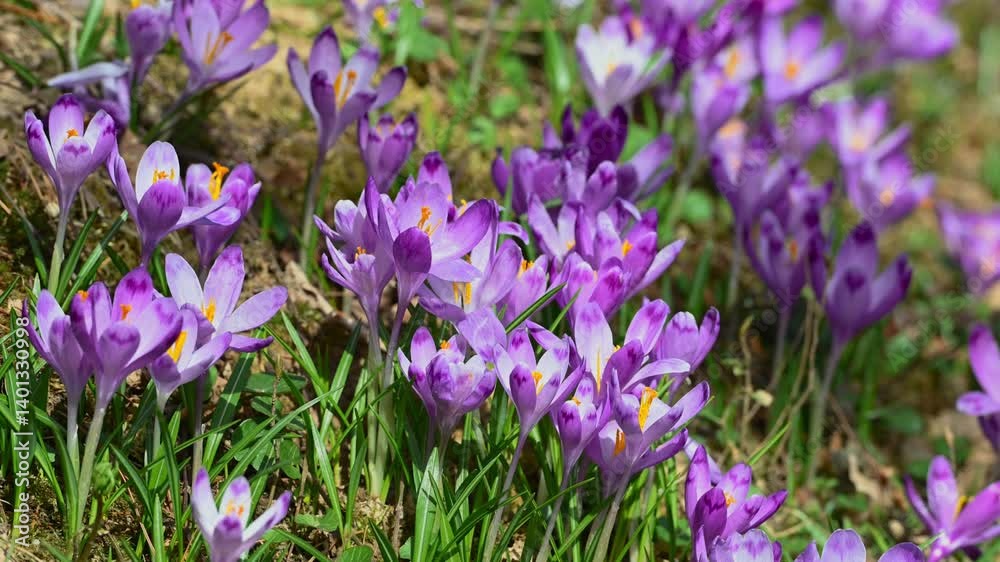 purple crocuses in the field