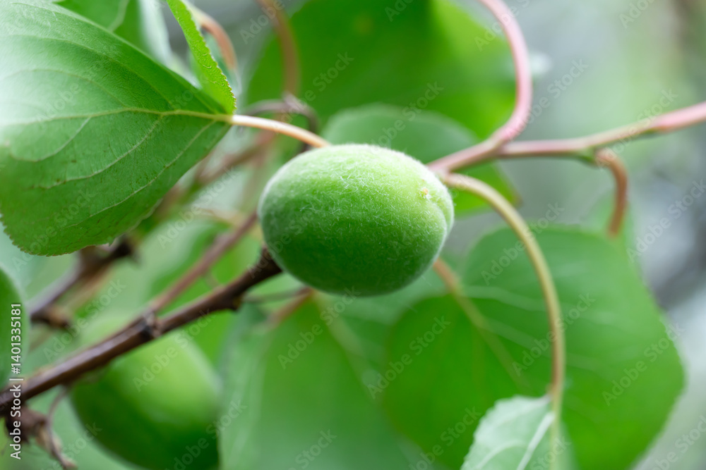 Unripe green fruits of wild apricots on branch in early spring. Common apricot prunus armeniaca is fruit tree genus prunus of rosaceae family. Fresh organic fruit on orchards. Uncultivated garden. Unripe green fruits of wild apricots on branch in early spring. Common apricot prunus armeniaca is fruit tree genus prunus of rosaceae family. Fresh organic fruit on orchards. Uncultivated garden.