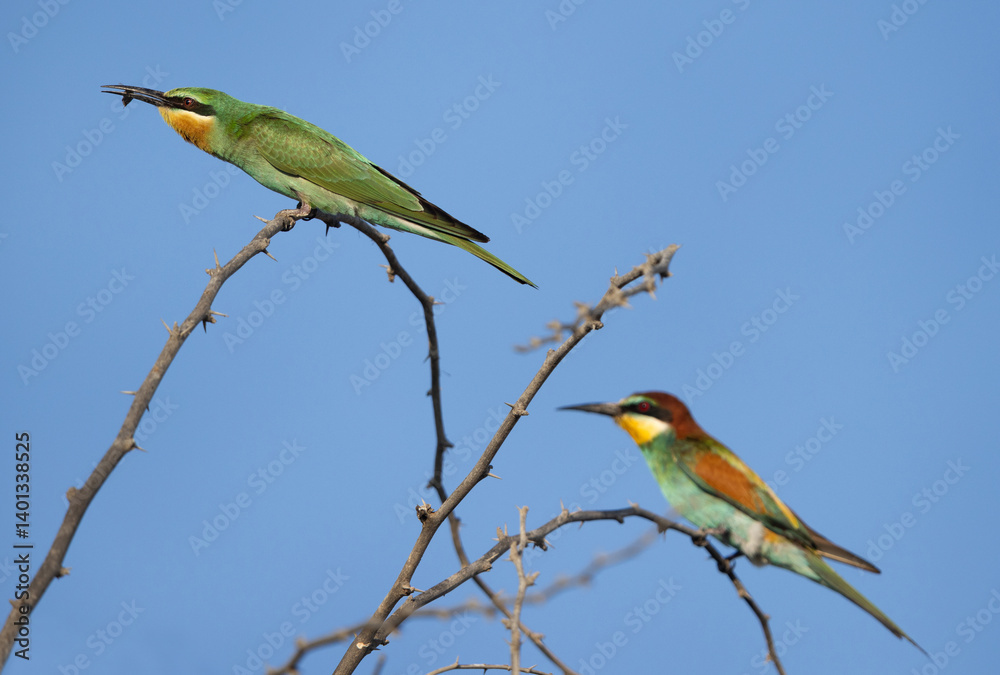 Blue-cheeked bee-eater with a bee catch and a european bee-eater at Jasra, Bahrain