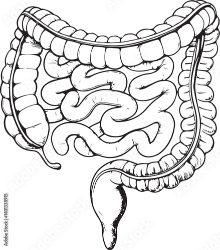 Small intestine organ human anatomy Black and White Vector Illustration, Sketch Drawing Line Linear Symbol Icon Engraving, Hand-drawn Isolated
