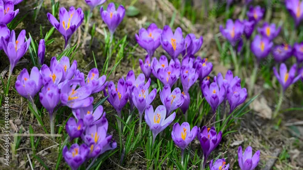 Vibrant purple crocuses bloom in the sunlight, with delicate orange stamens contrasting against the lush green grass.
Vibrant purple crocuses bloom in the sunlight, with delicate orange stamens contrasting against the lush green grass.