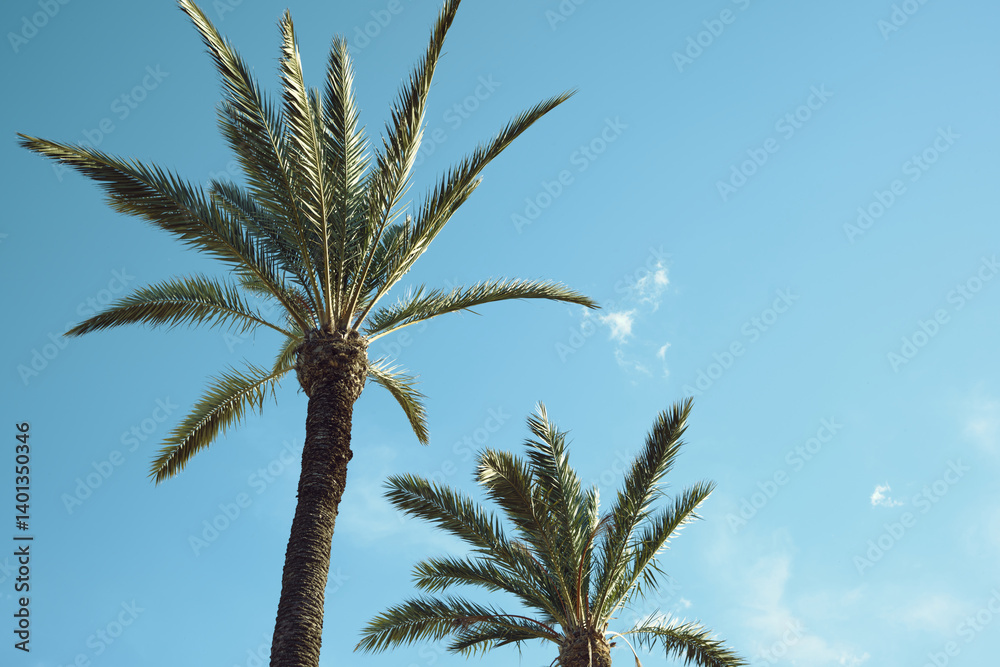 Tropical palm trees against clear blue sky on a sunny day