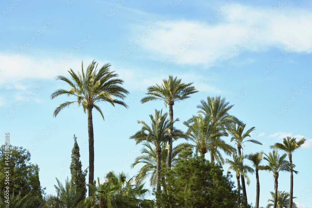 Tropical palm trees against blue sky in sunny natural landscape Tropical palm trees against blue sky in sunny natural landscape