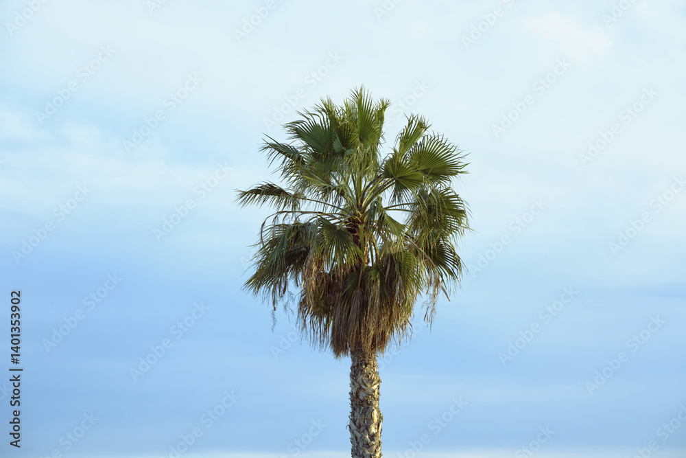 Serene palm tree against a clear sky: nature's tranquil beauty in minimalist composition Serene palm tree against a clear sky: nature's tranquil beauty in minimalist composition