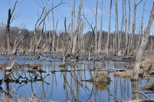 marsh water landscape dead trees reflection background